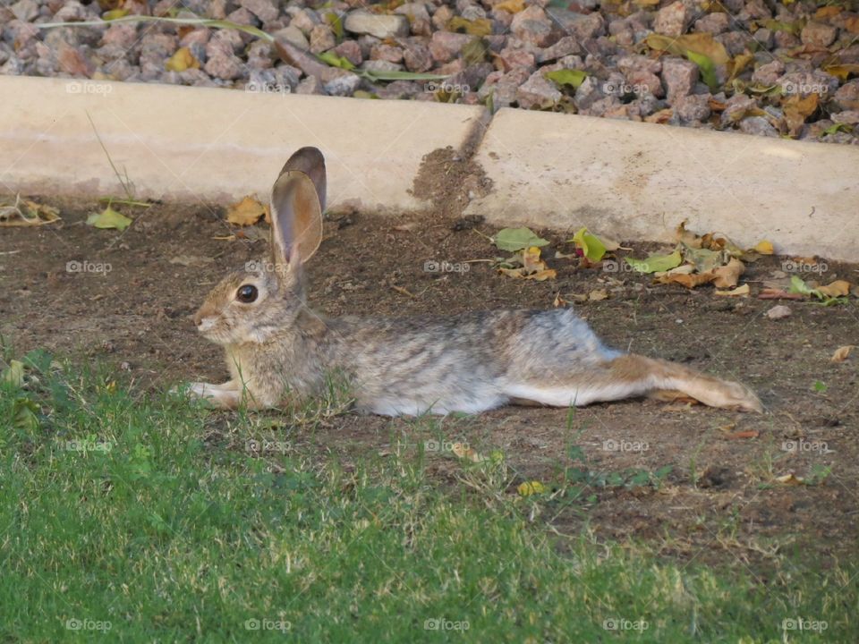 Chillaxin in the shade.