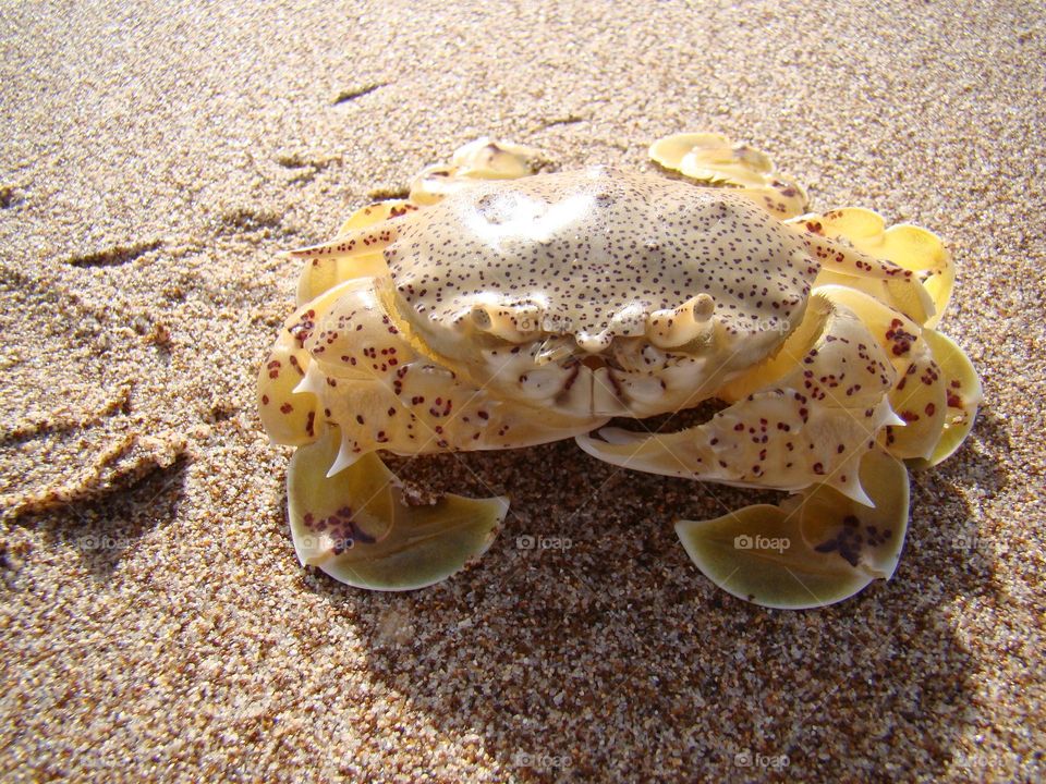 Hello 🤩 I am a crab 🦀