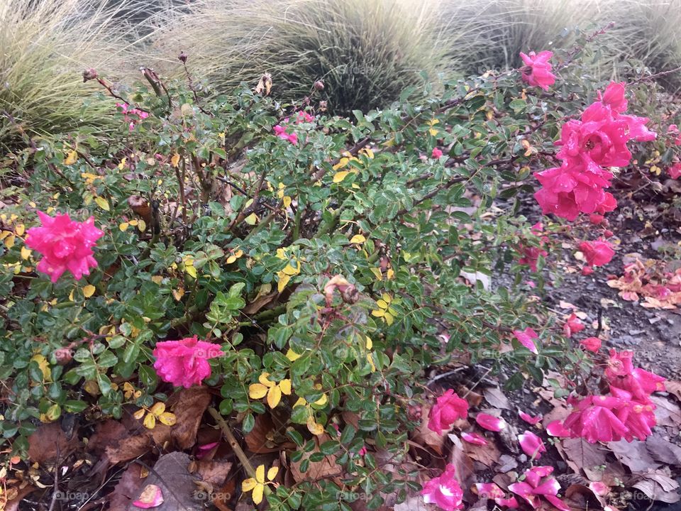 Nature is beautiful, pink rose garden in the wild amongst the green grass and in the valley. USA, America 