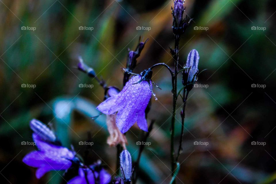 dew on bluebells