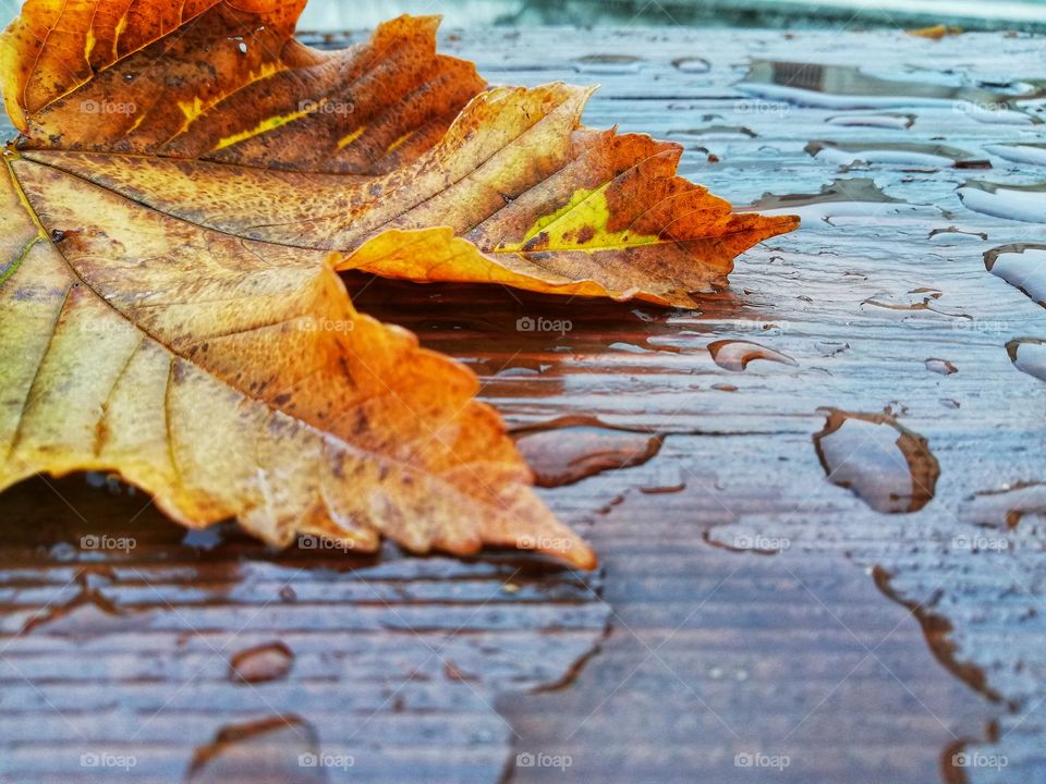 Maple leaf fallen from the tree in autumn