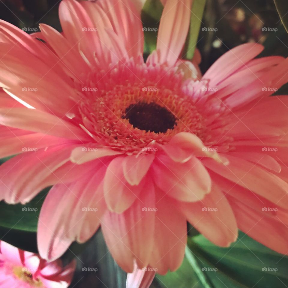 Pink daisy