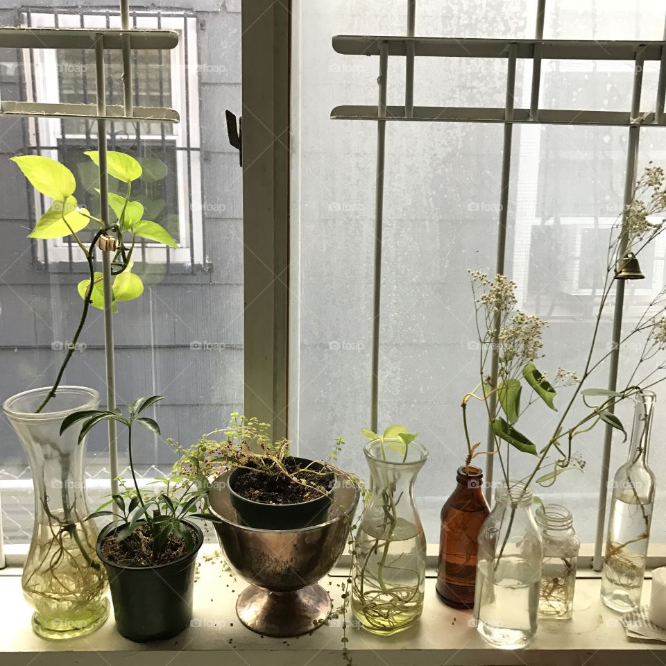 Plants on windowsill