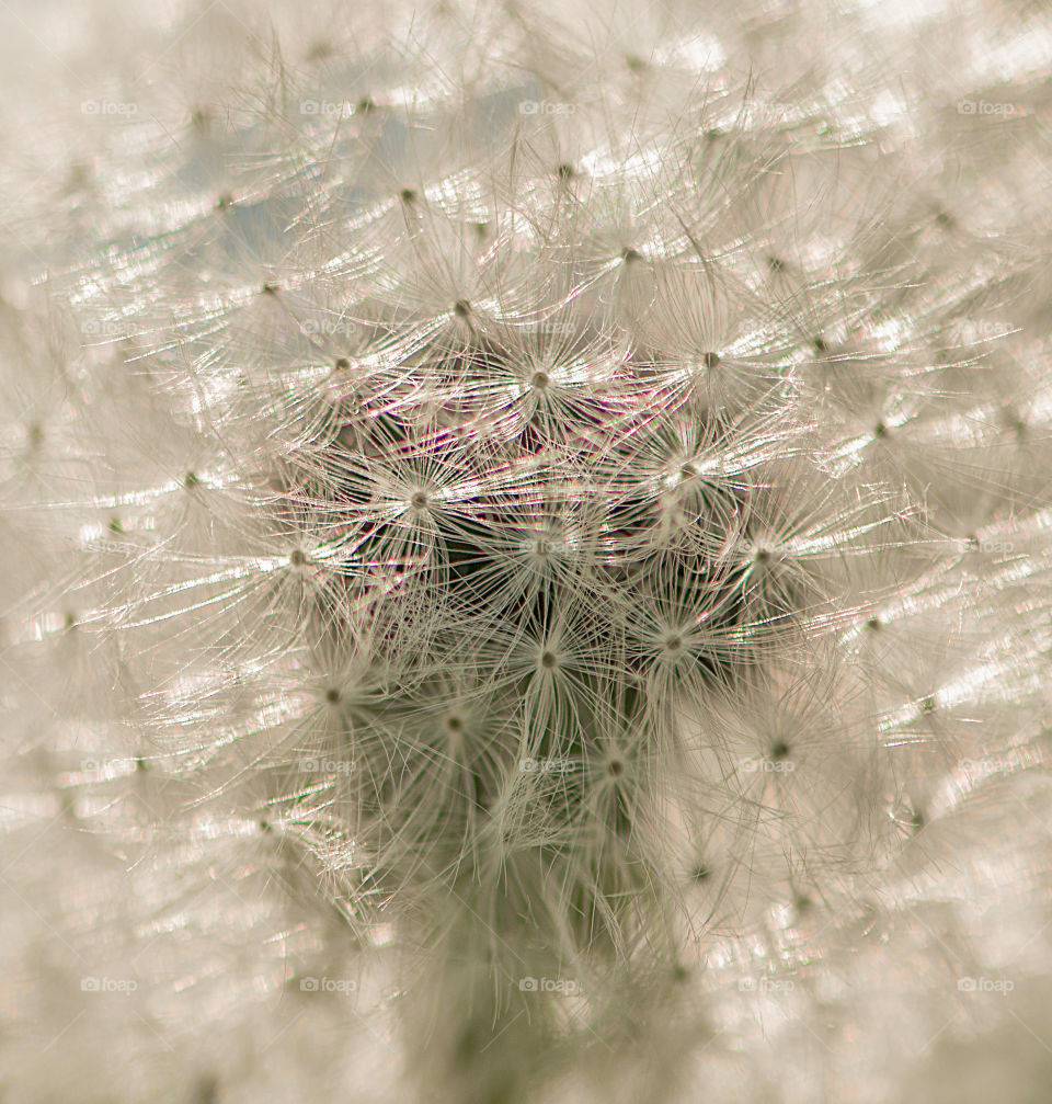 Close up of dandelion