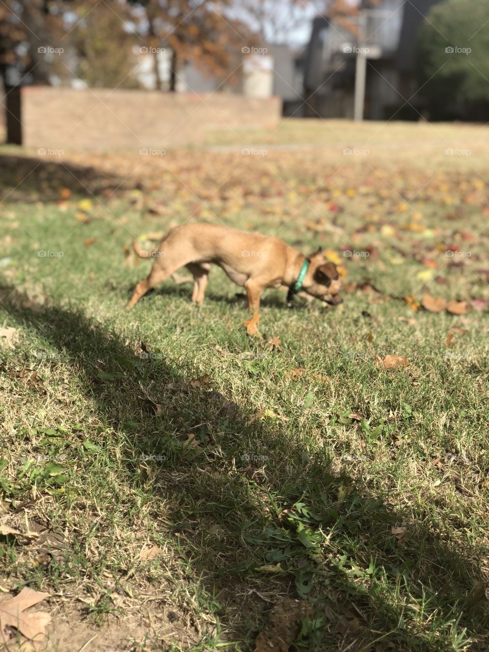 Chewalla puppy exploring his yard