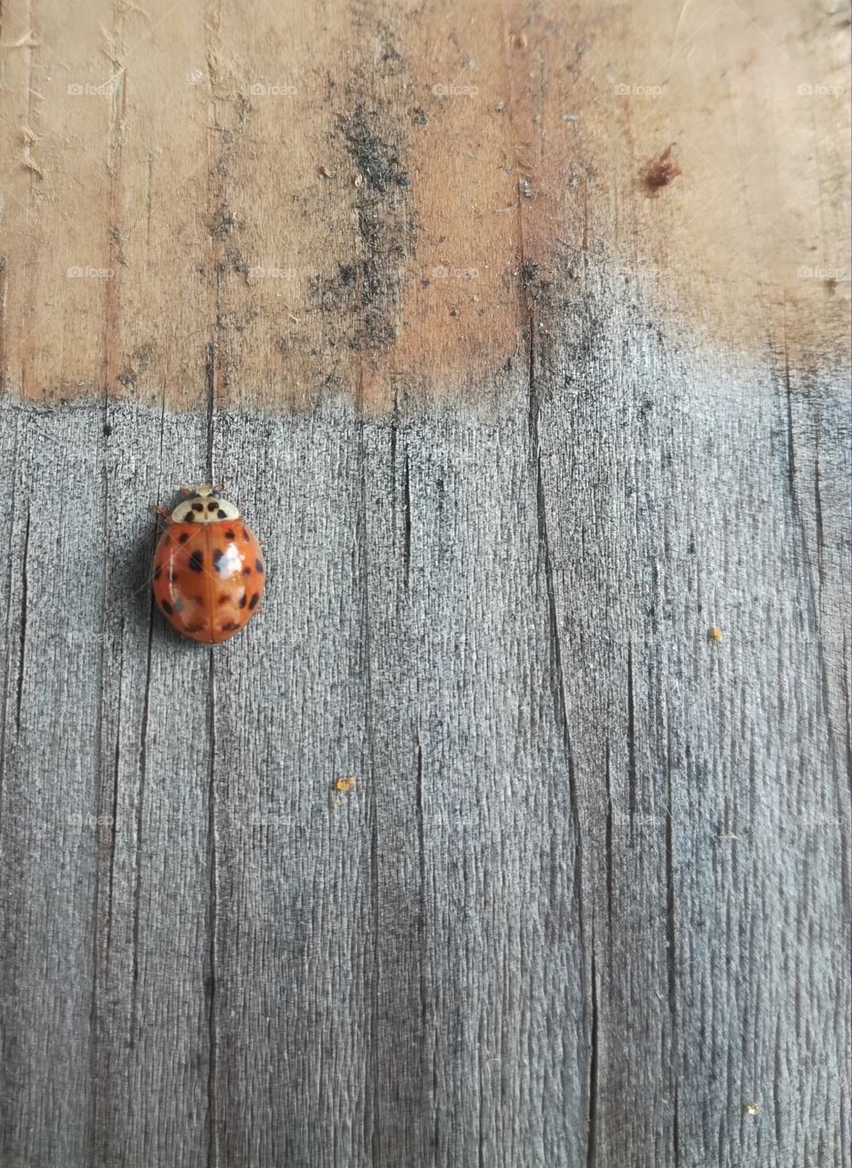 coccinelle