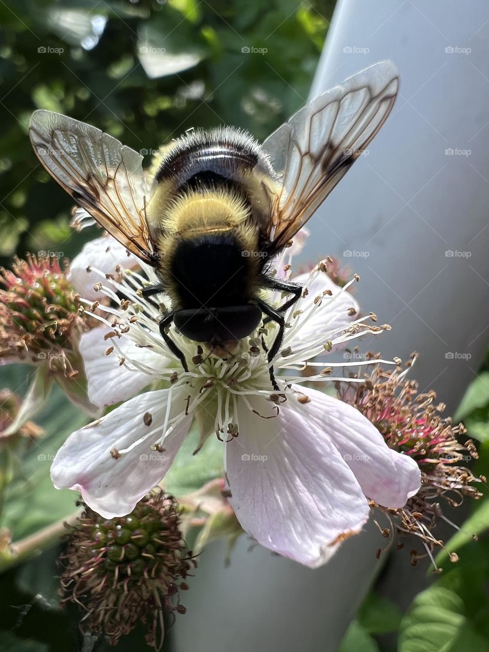 Bee