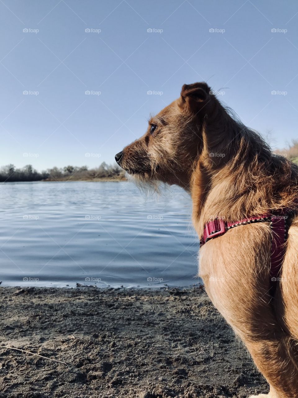 A Dog at the River