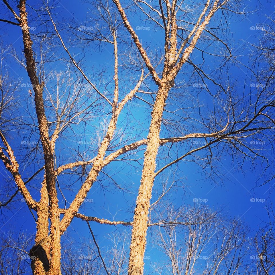 blue sky tree silhouette 
