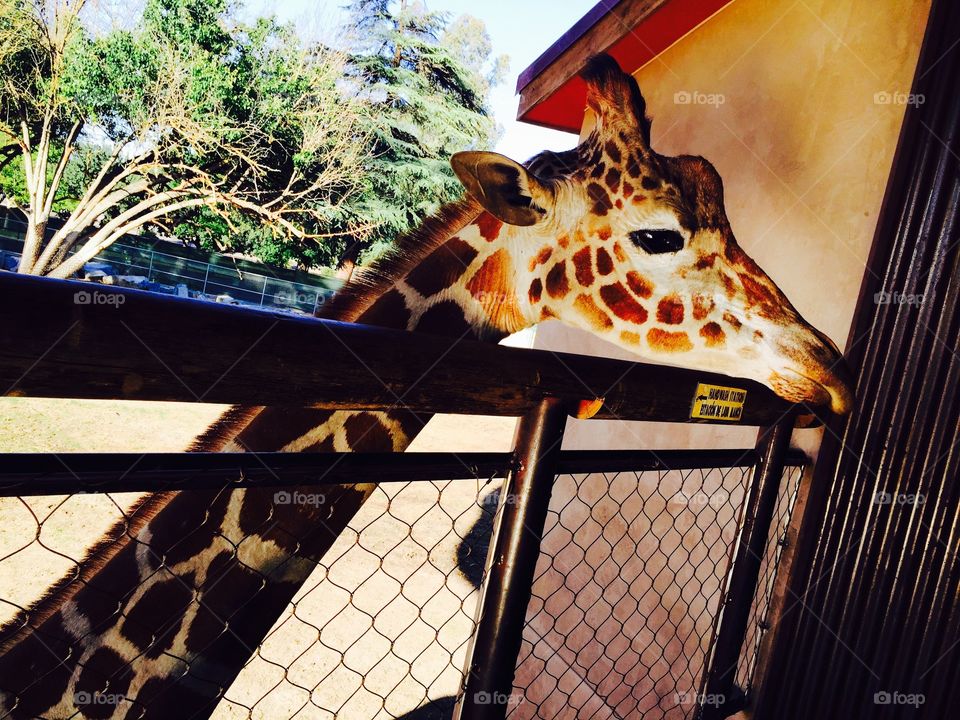 Giraffe closeup 