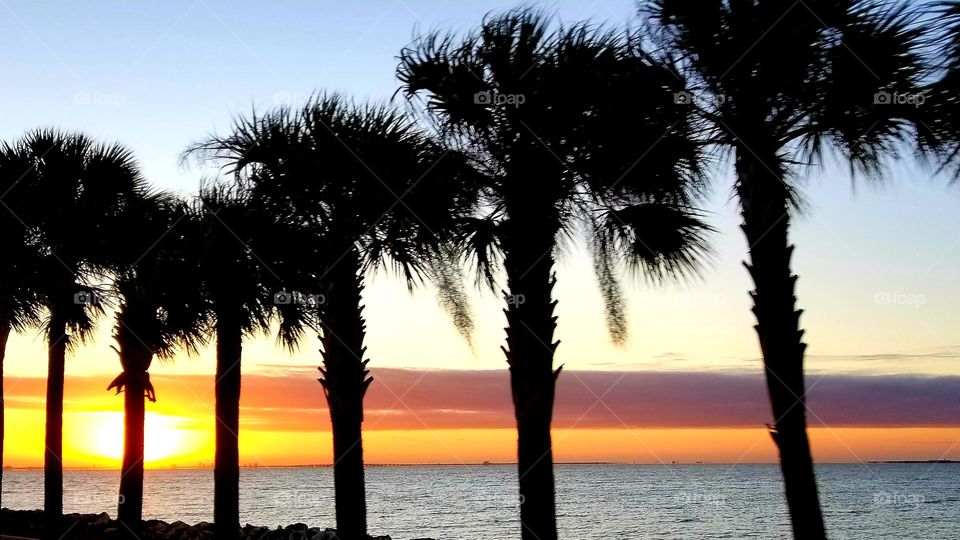 Palm trees in a row