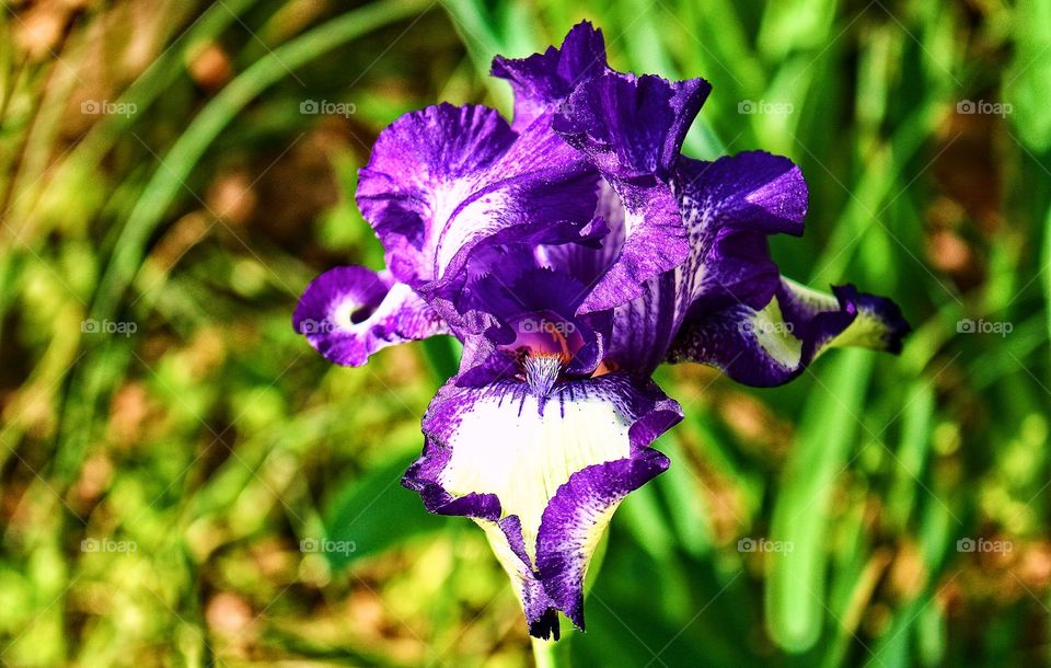 Two-Toned Iris