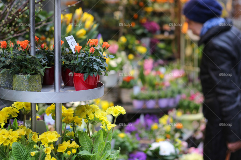 Beautiful and colorful spring flowers on the street market in Vienna, Austria.