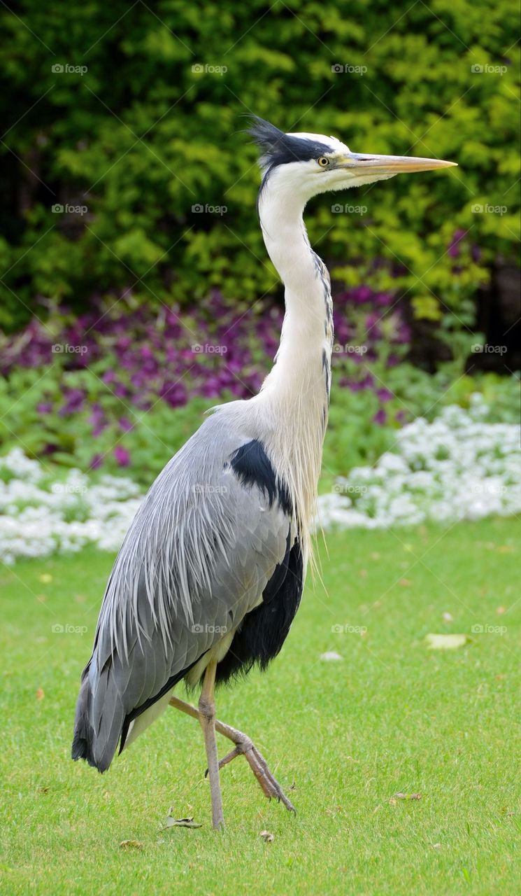 Crane bird