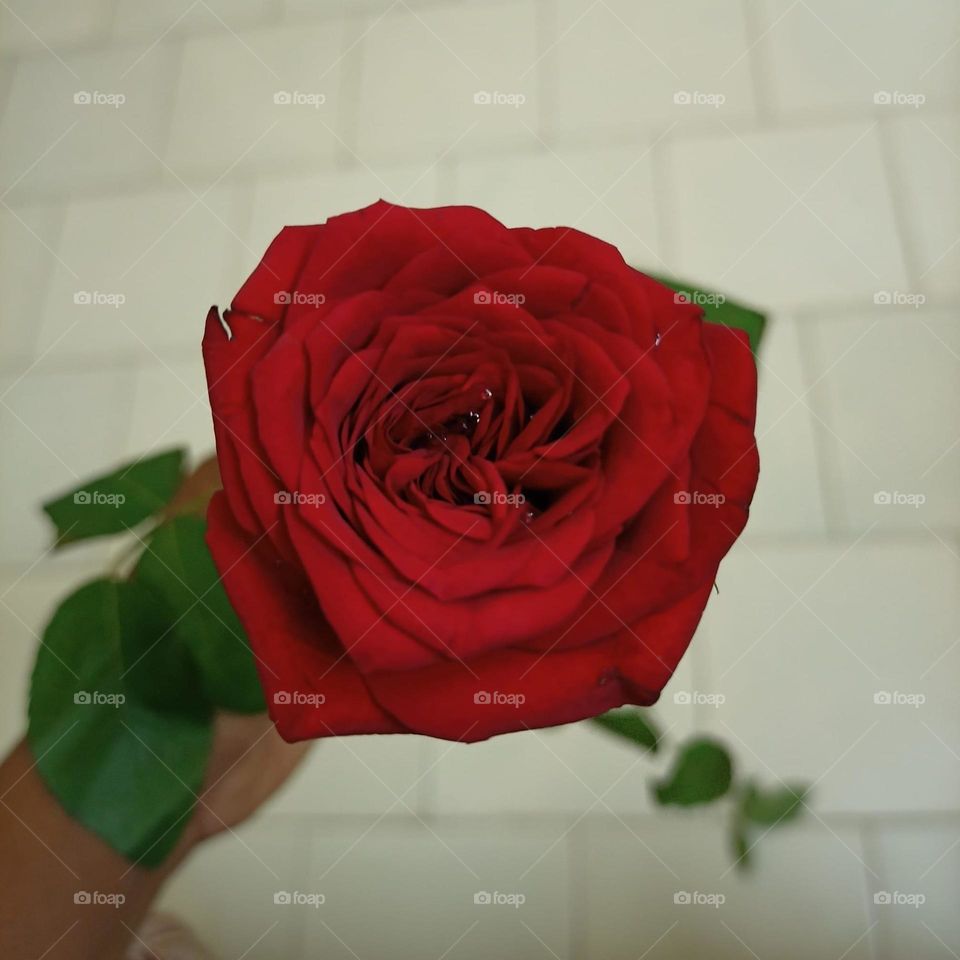 Beautiful Red Rose to propose