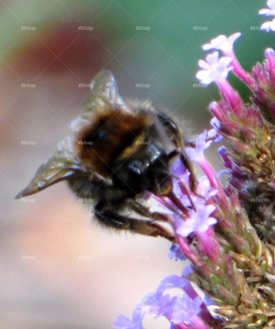 Macro shot of honey bee on flower