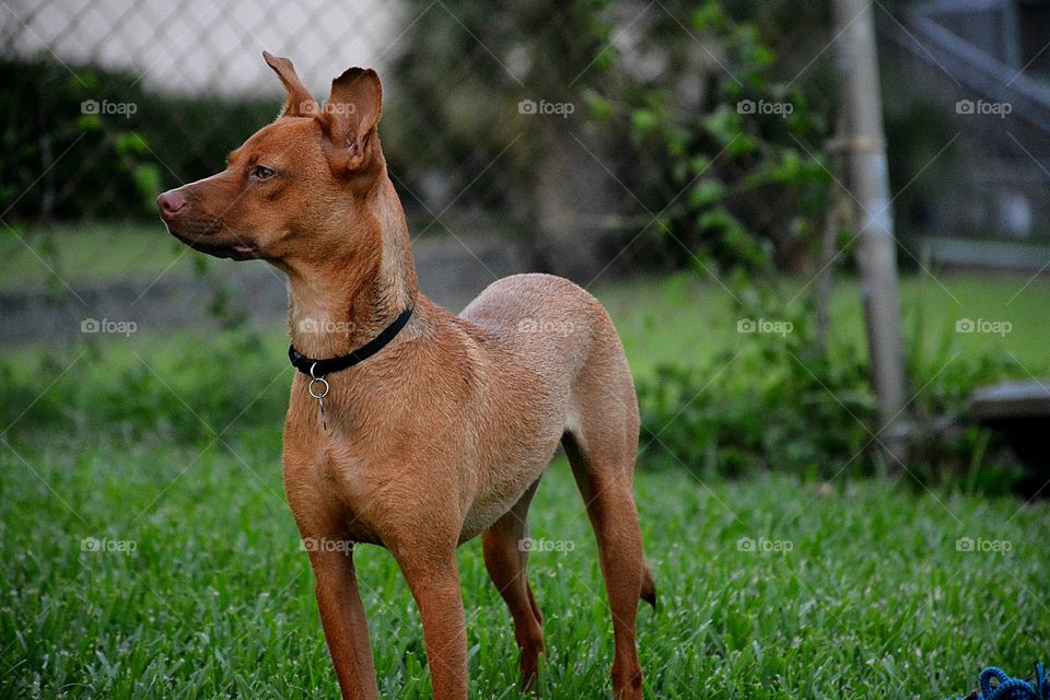 Cinnamon at the alert posture 