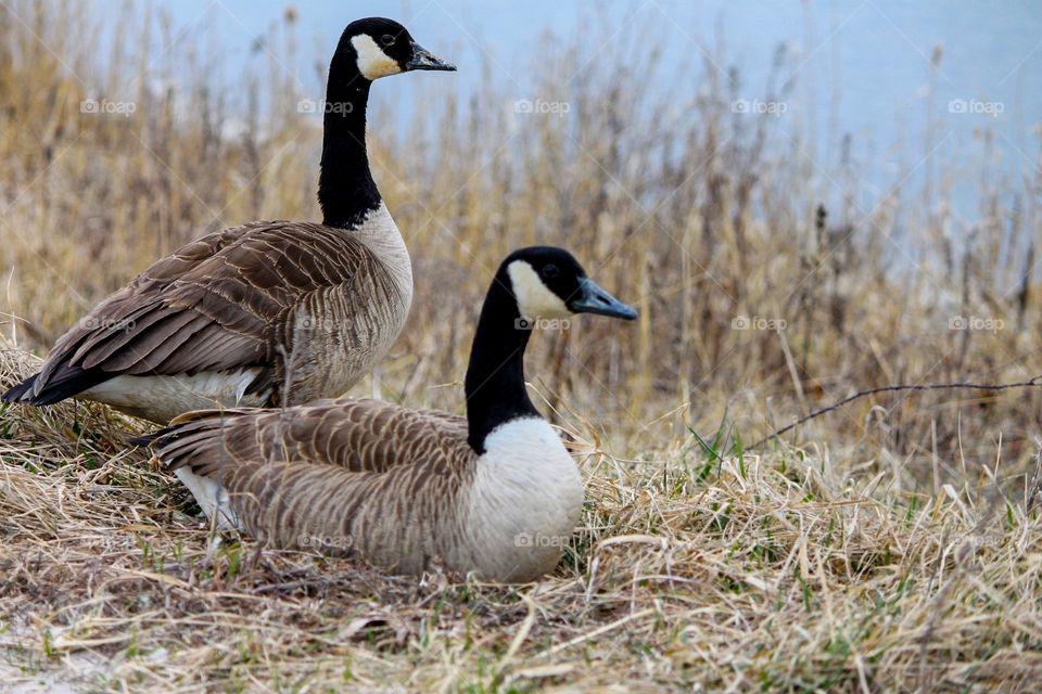 “Birds of a Feather”