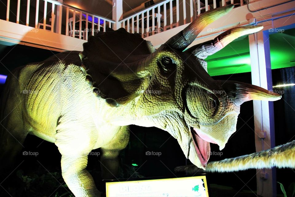 Dinosaur Display