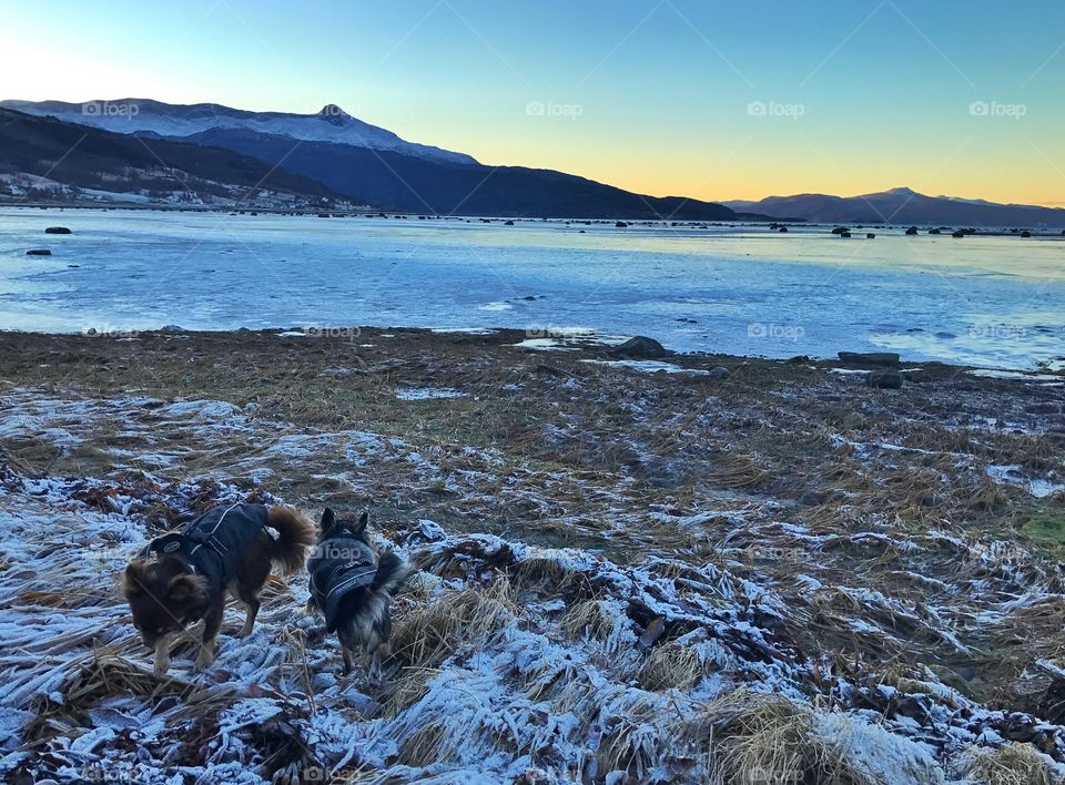 North norway - beach. Chihuahuas on their walk. 