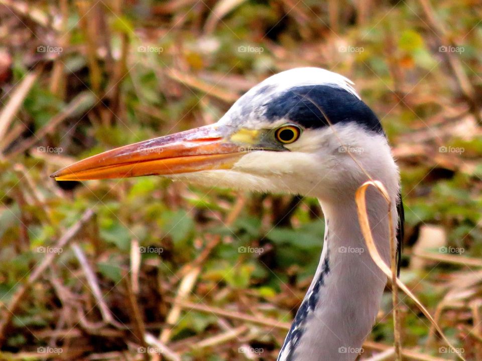 heron