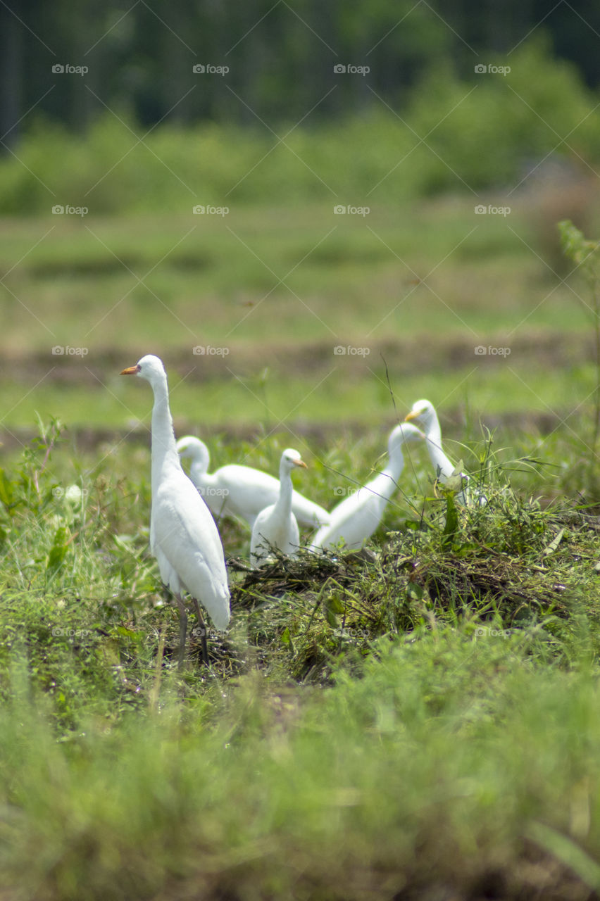 landscape rice field and bird