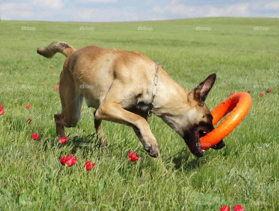 Spring Dog Tulips