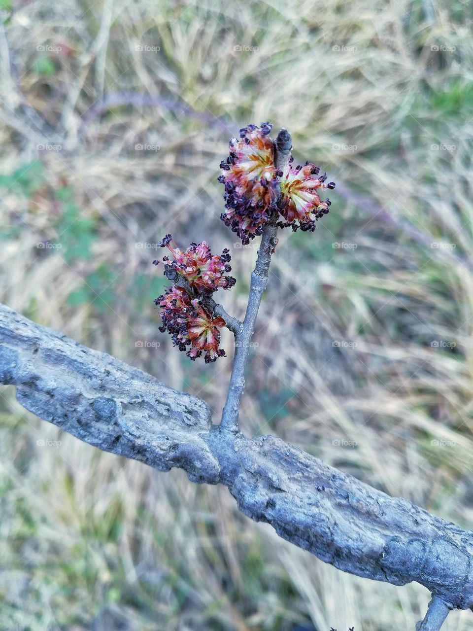 spring, bud, new life, 