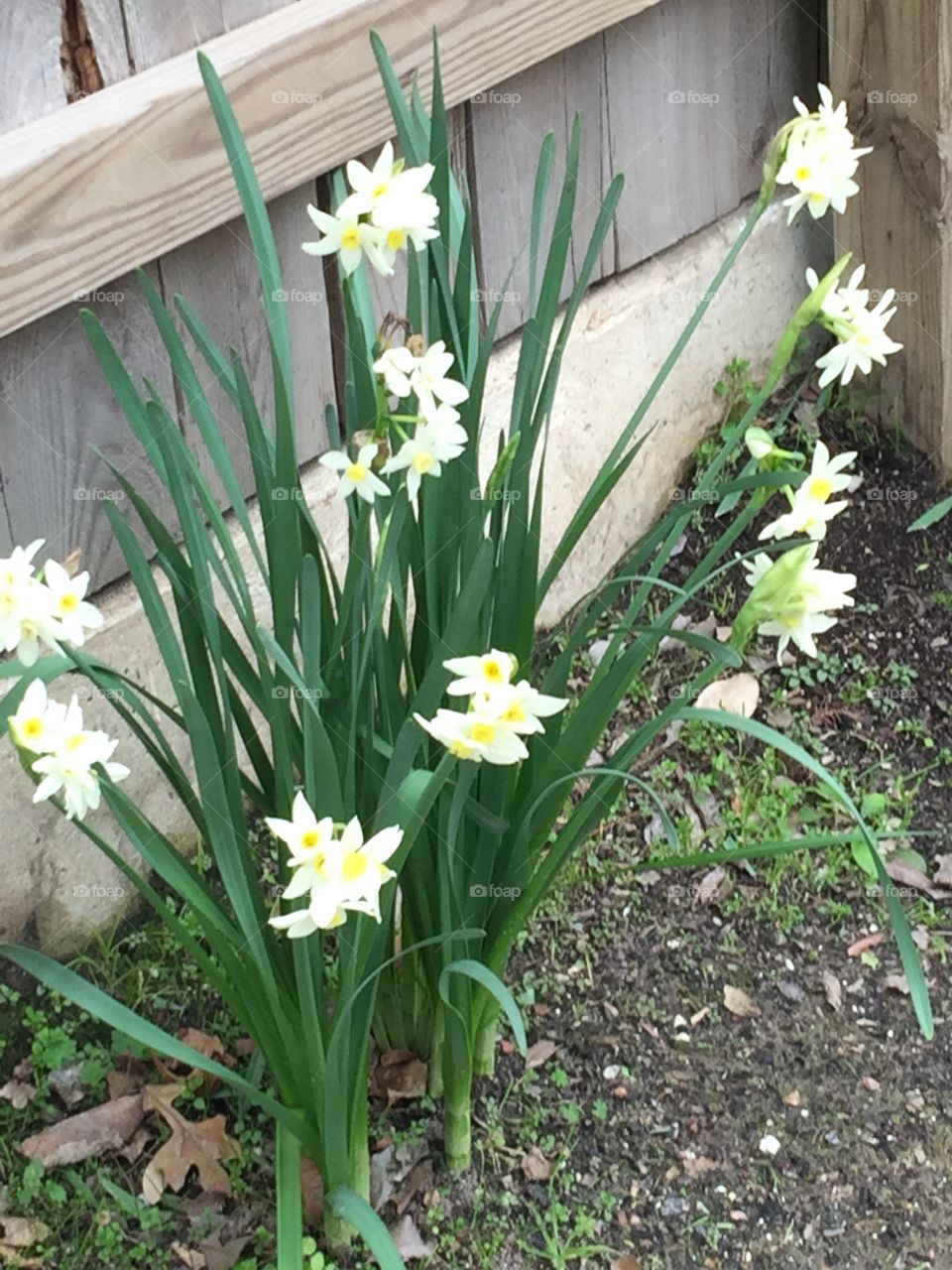White Narcissus - Spring flowers