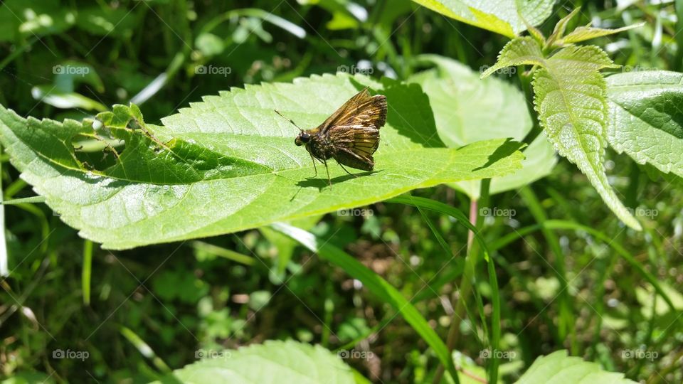 Skipper