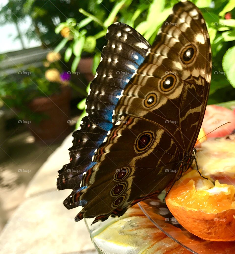 Butterfly eating oranges