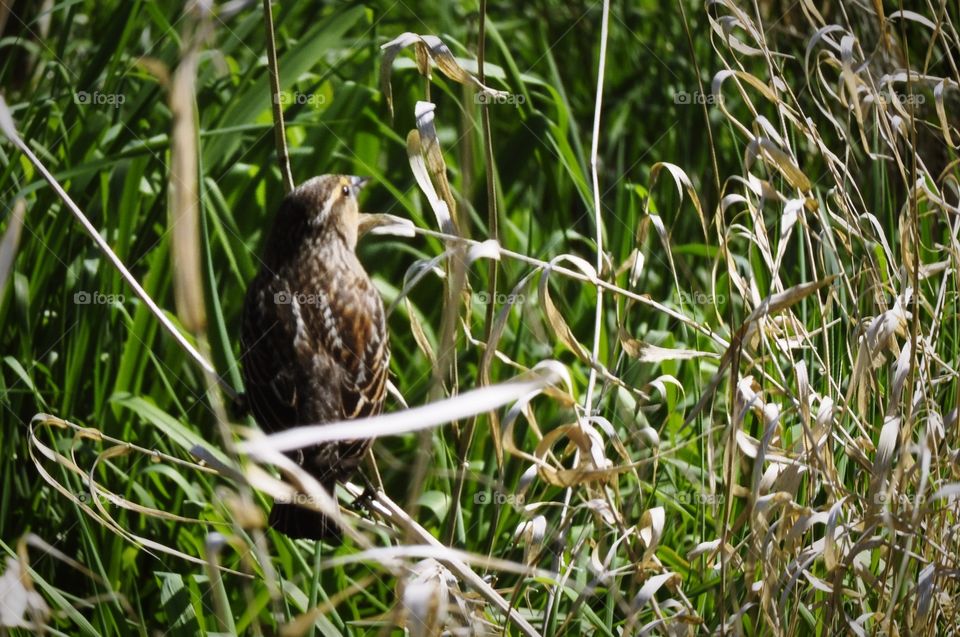 Bird in the wetlands.