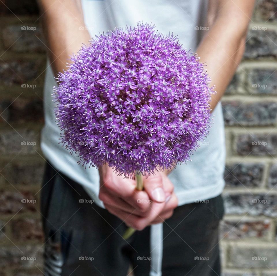 Enormous round Pom Pom flower 