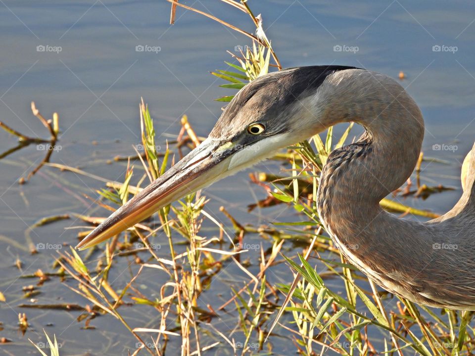 On the hunt - The Great Blue Heron is the largest of the North American herons with long legs, a sinuous neck, and thick, daggerlike bill. Head, chest, and wing plumes give a shaggy appearance