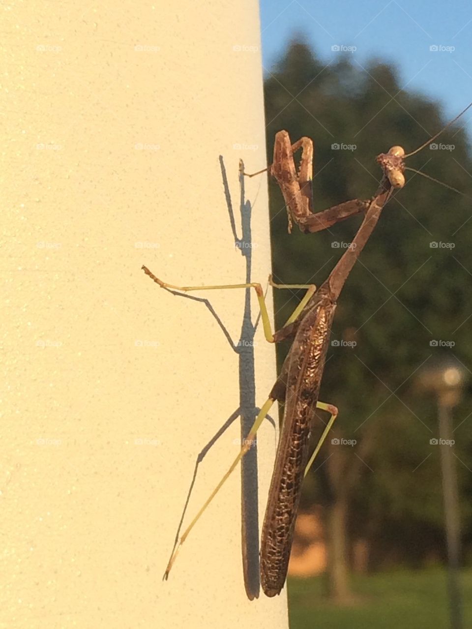 Praying Mantis