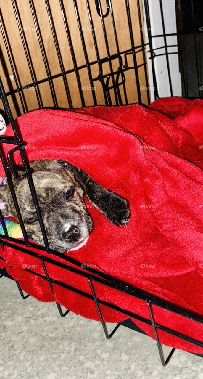 This is our new Staffordshire Bull Terrier called Stella. Stella is now just over 9 weeks old and we have now had Stella 1 week today (18/12/21). She’s the cutest little pupster going! Of course I’m biased! 🥰