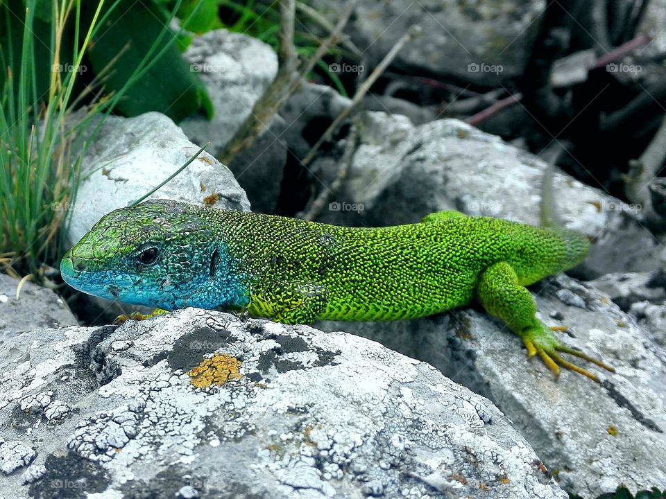 lizard-Lacerta viridis