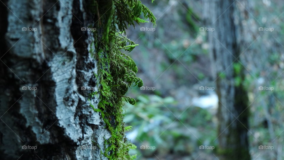 Moss growing on conifer