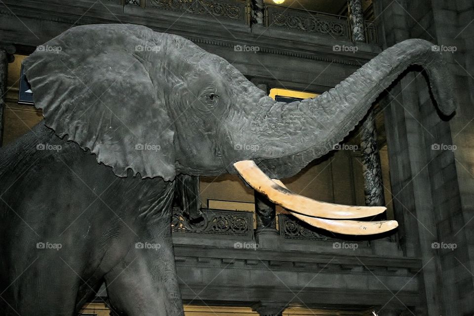 Henry. Henry the elephant at the Smithsonian Museum of Natural History  