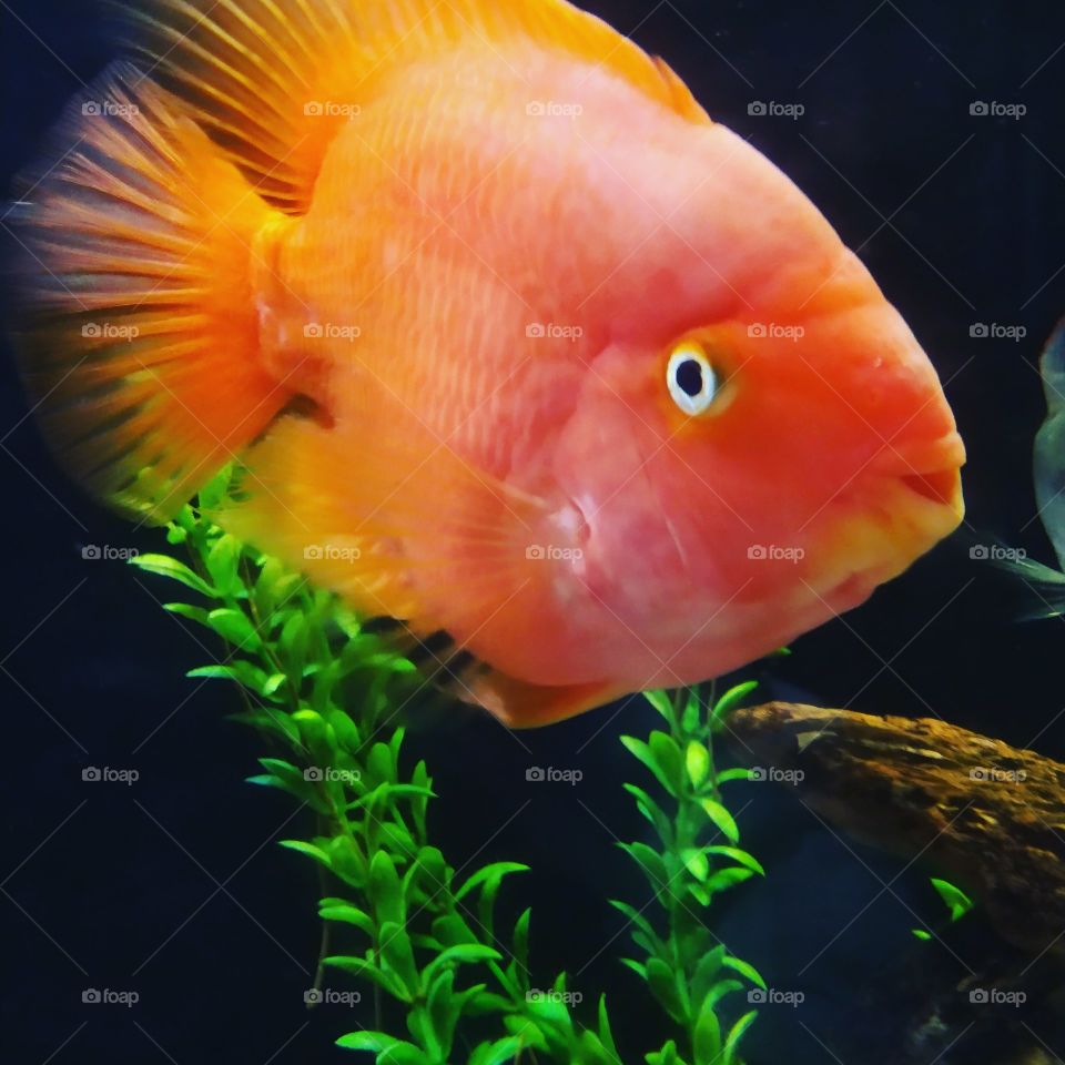 peixe Laranja