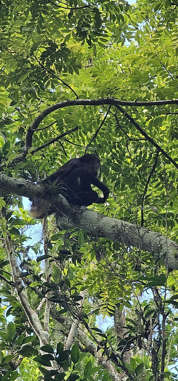 spidermonkey in Yaxha