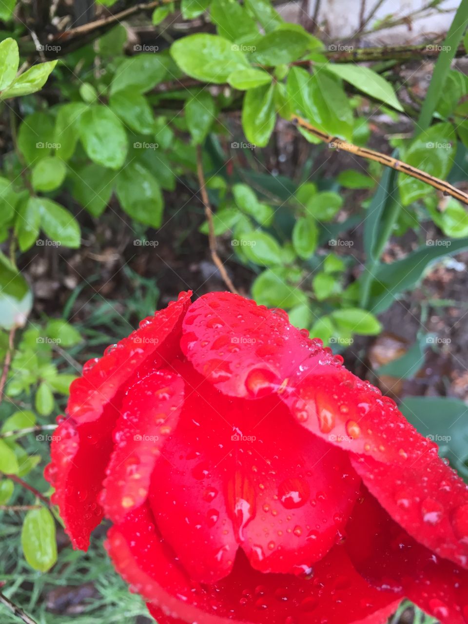 Close-up of rainstorm Tulip
