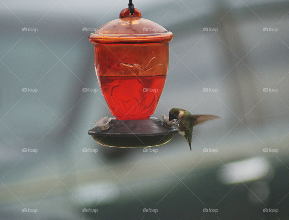 Feeding Hummingbird