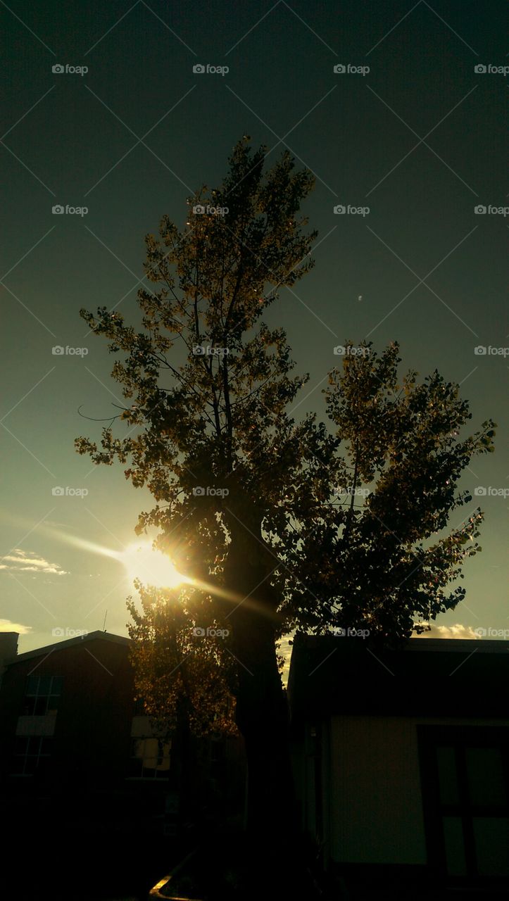tree sunset