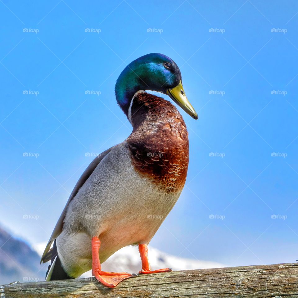 wild duck