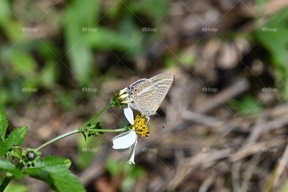 Beautiful and cute butterfly