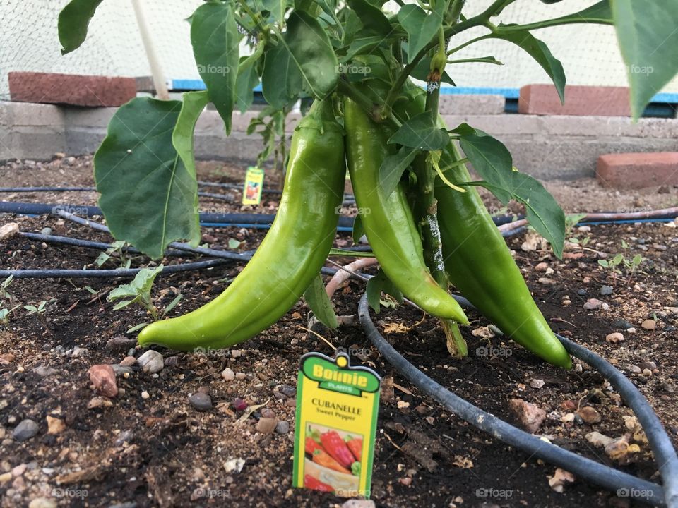 Sweet peppers growing in the garden