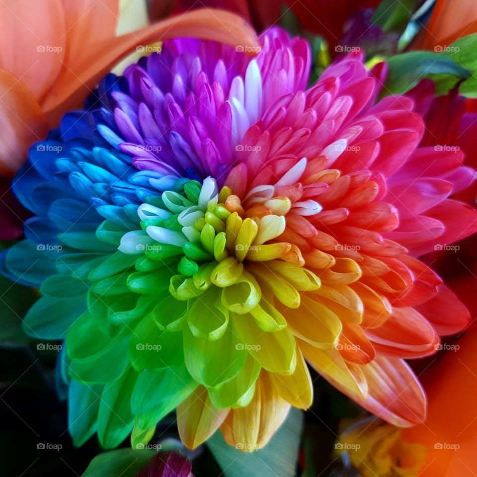 Beautiful rainbow flower