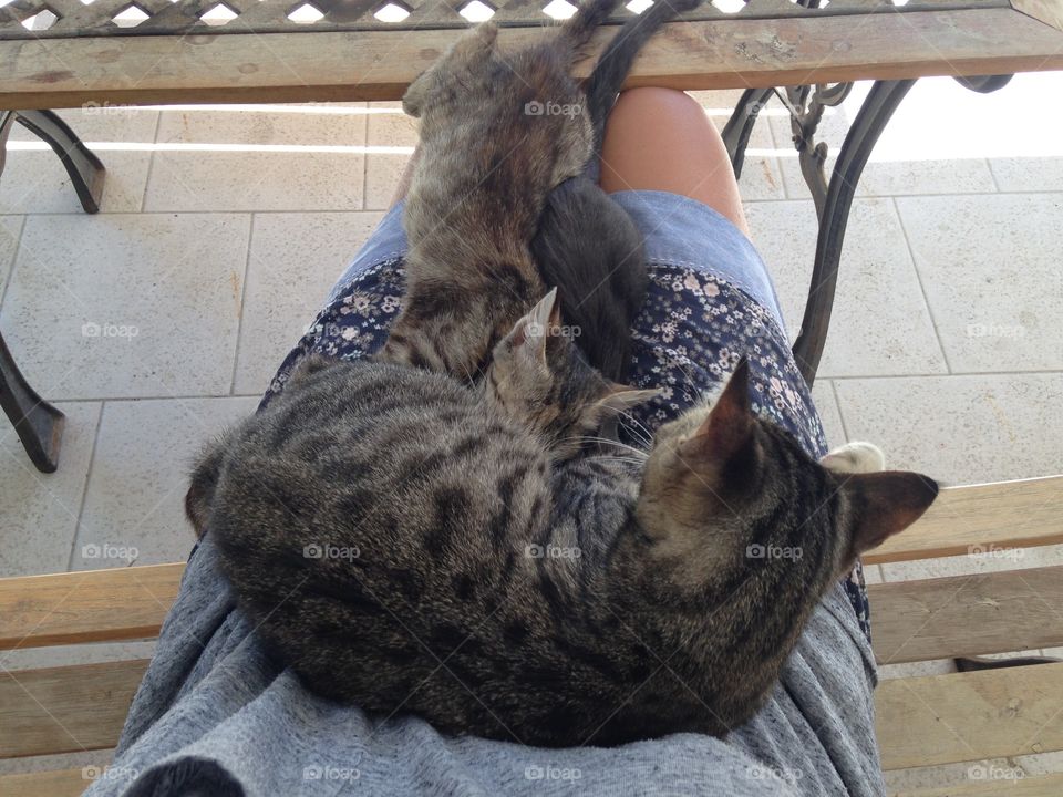 Mother cat feeding her kittens 