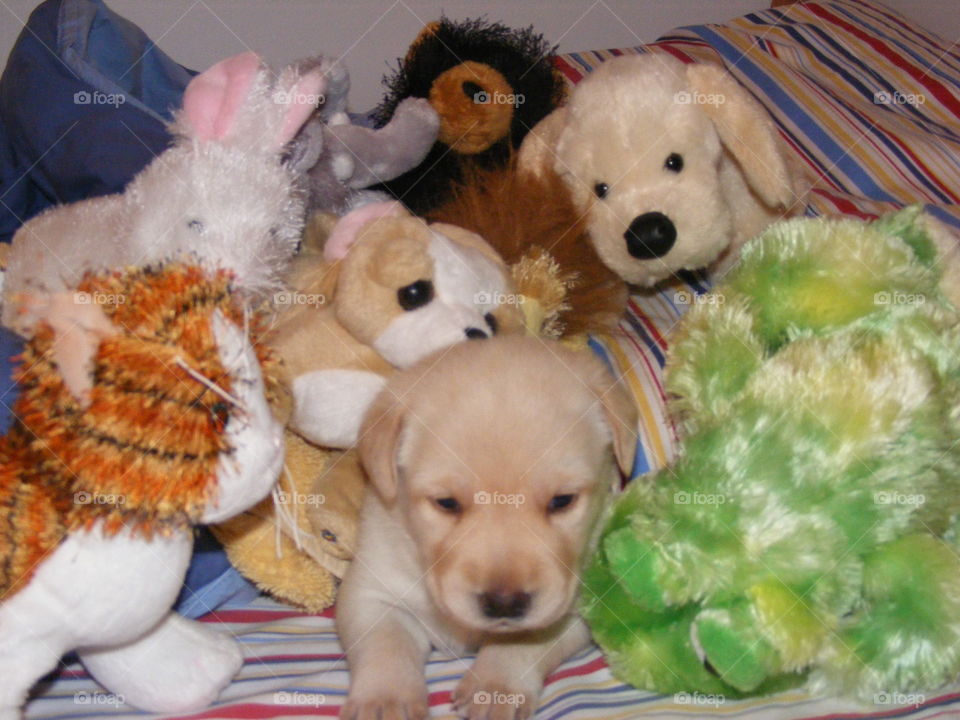 She is a yellow Labrador retriever puppy.